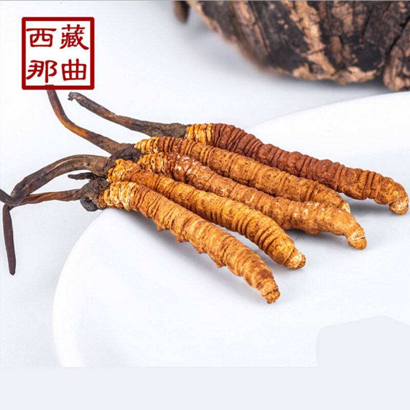 冬虫夏草最新资讯动态