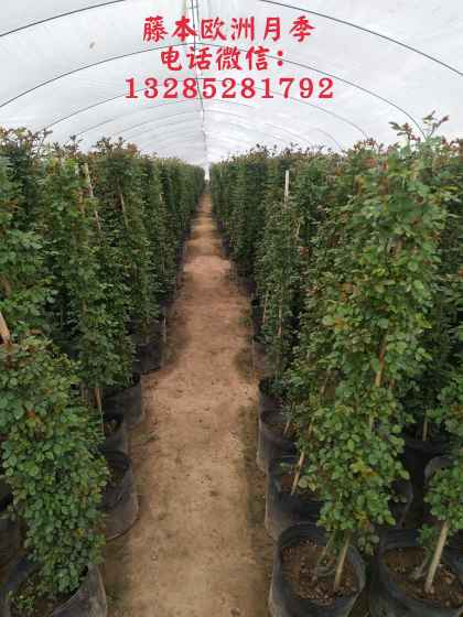 绿化苗行情详解，把握市场趋势与选购优质绿化苗策略
