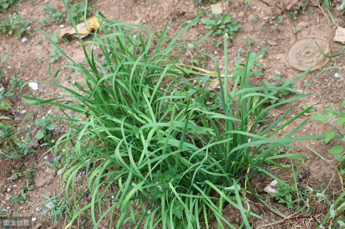 韭菜虫害新特效药，科技突破引领绿色革命