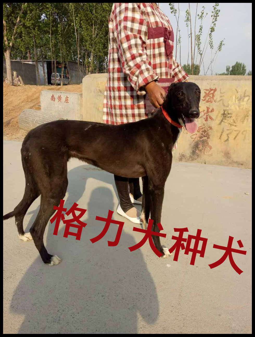 石家庄格力犬最新价格概览